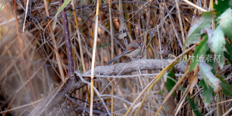 棕头鸦雀（Paradoxornis webbianus）