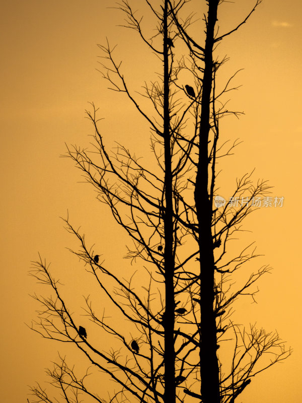 日出清晨树木上鸟群剪影