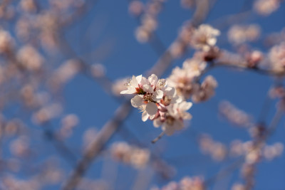 春天的桃花山桃花