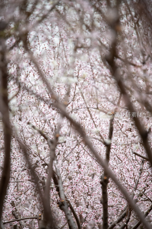 桃树桃花桃树林