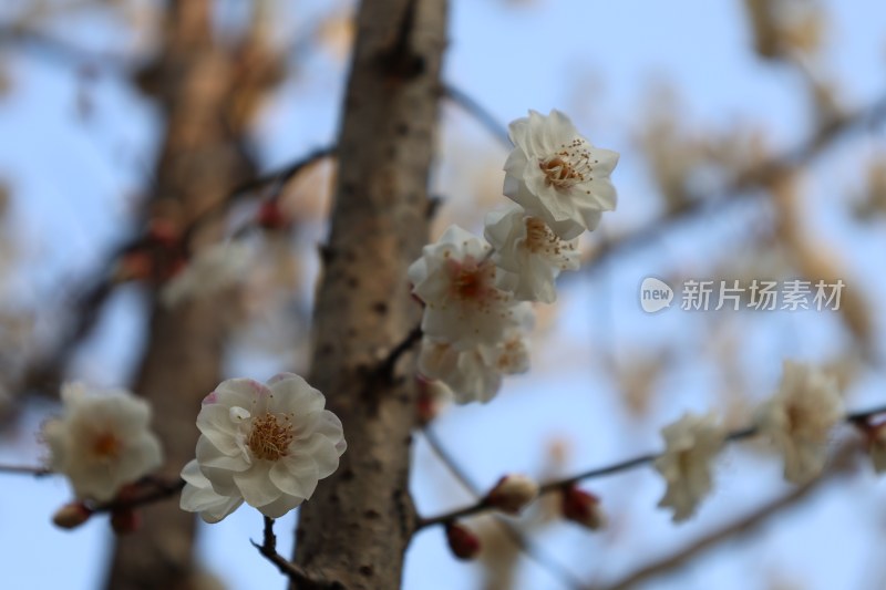 盛开的白色花朵特写