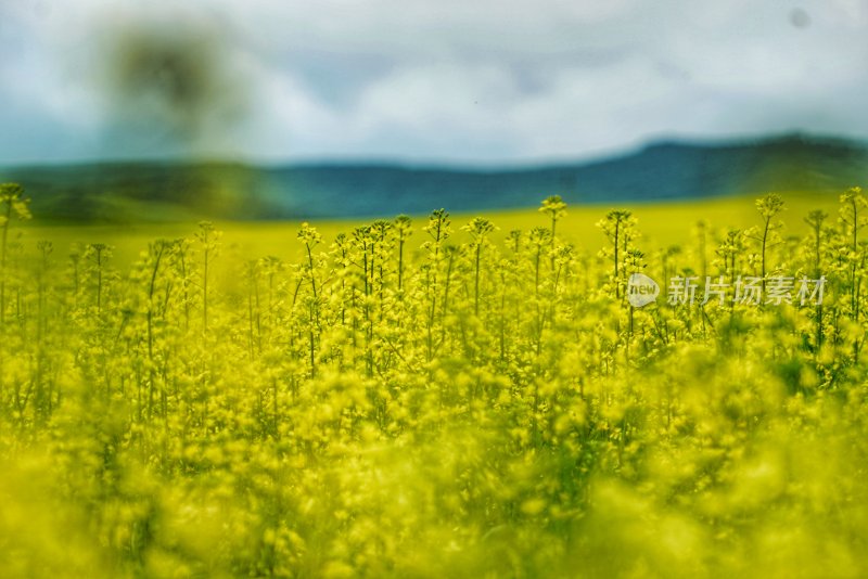 呼伦贝尔大草原的黄花