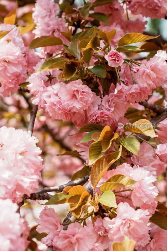 北京莲花池公园樱花