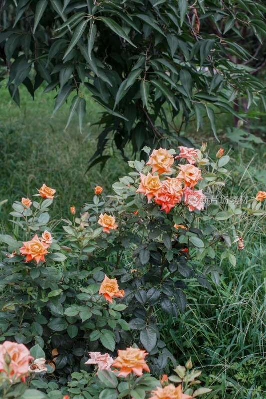 北京国家植物园月季