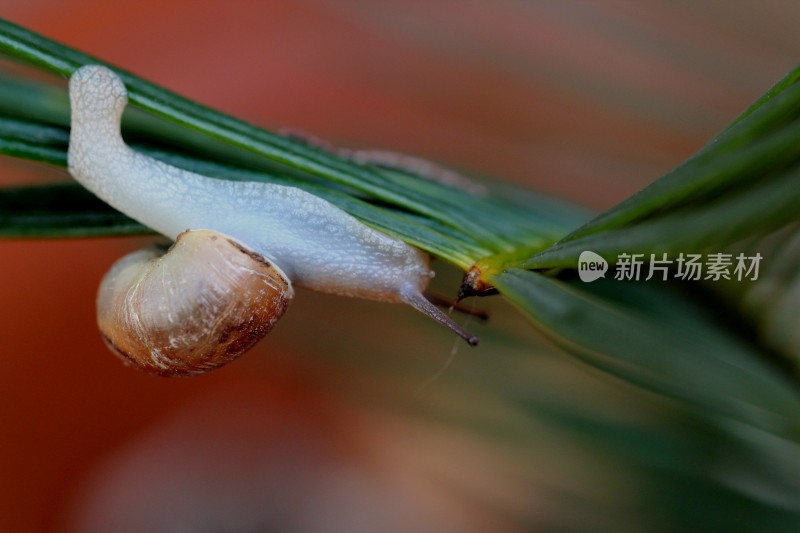 小蜗牛在植物上爬动