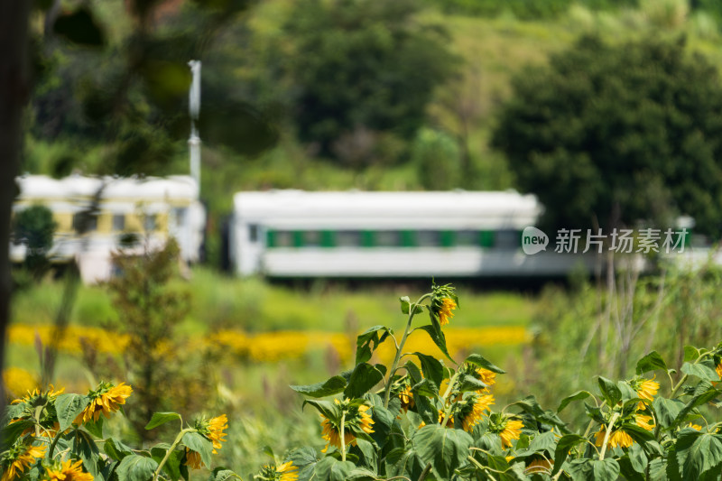 户外向日葵花海的美丽景致