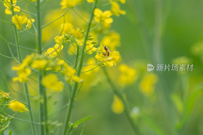 春天油菜花和蜜蜂