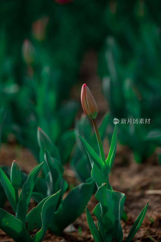 春天的花朵