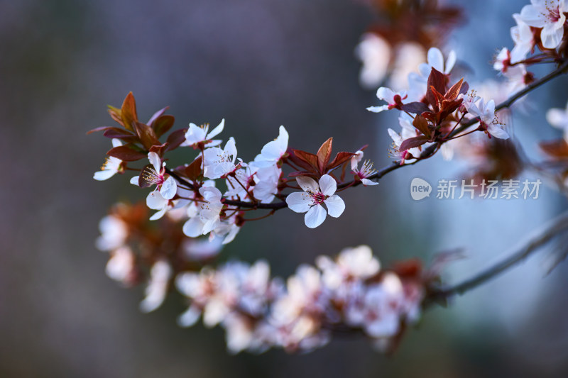 盛开的樱花