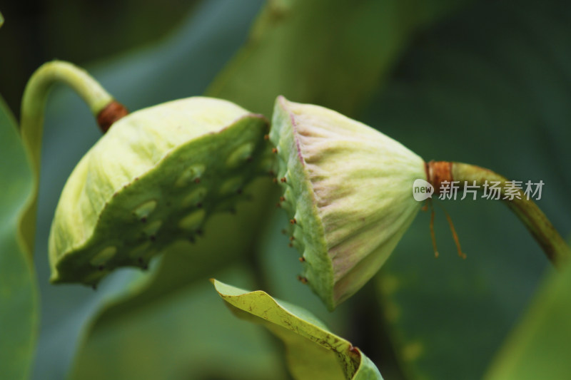 带孔莲蓬上长满莲子特写