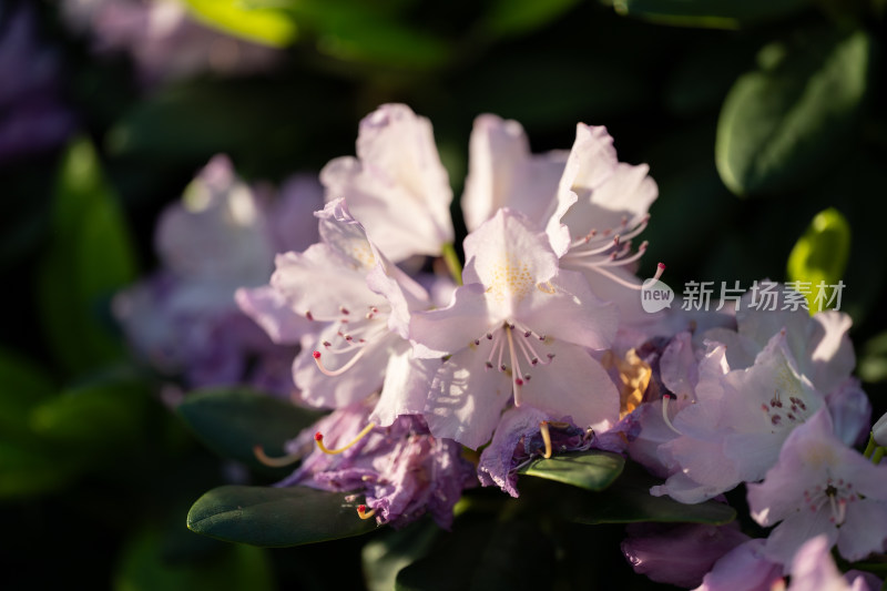 上海松江辰山植物园杜鹃花