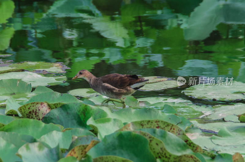 荷叶上的一只觅食的黑水鸡