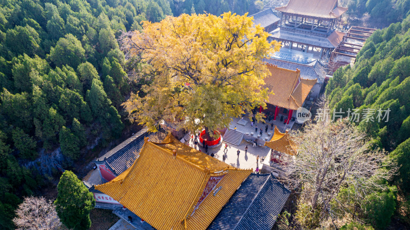 山东济南淌豆寺秋天黄色千年银杏树叶美景