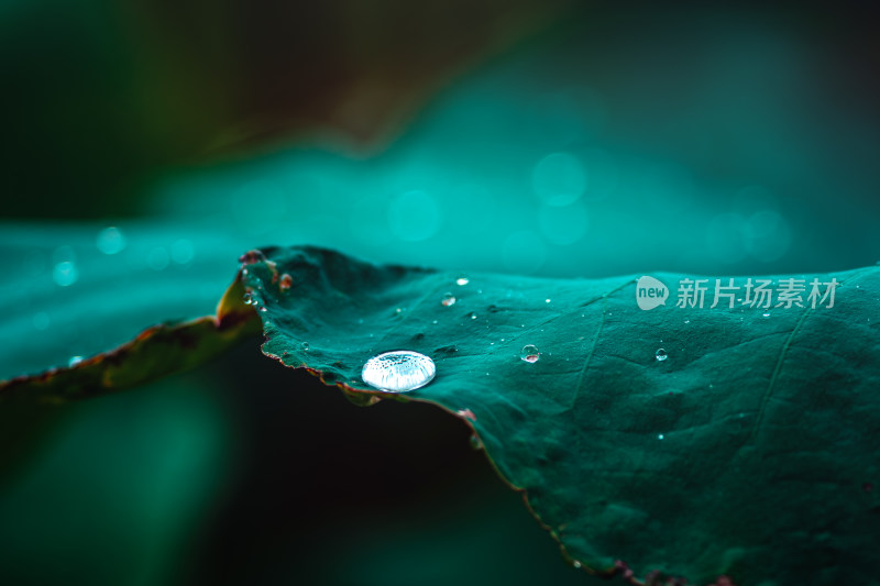 雨后荷叶上的水珠