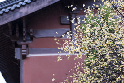 杭州 古风 下雨天 屋檐 梅花 腊梅