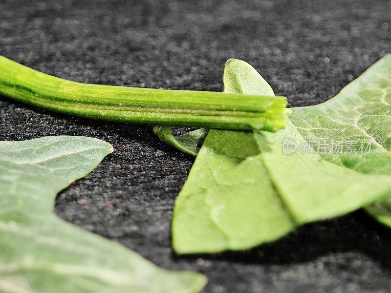 绿色植物茎叶特写