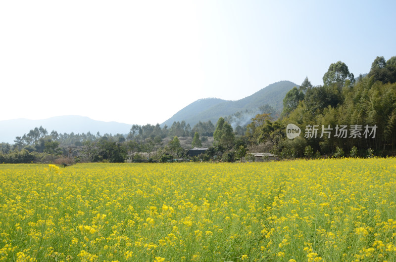 春天盛开的油菜花田