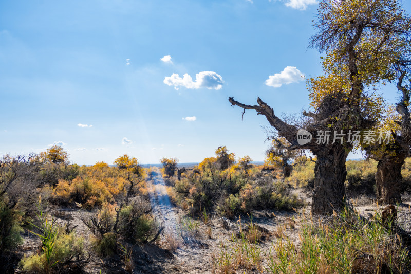 昌吉鸣沙山·胡杨林景区