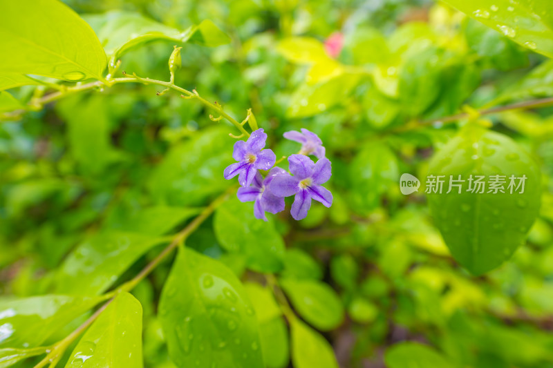 紫色开花植物假连翘