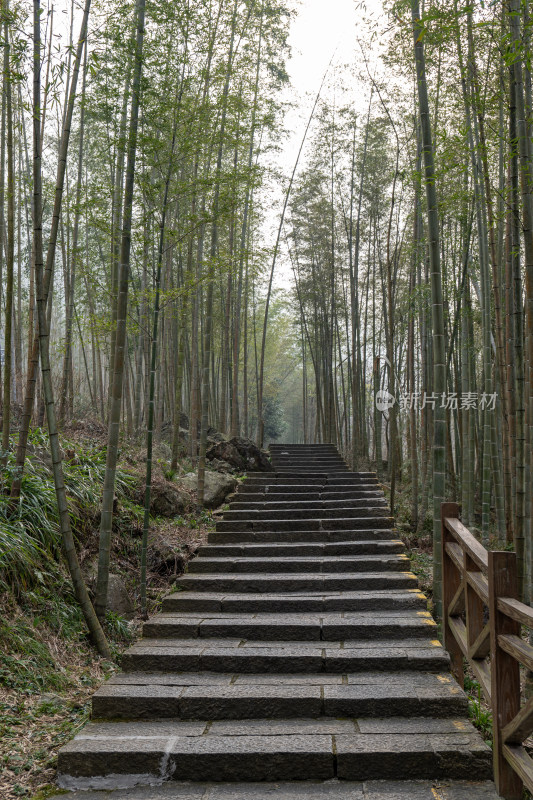 竹林中的石阶小路