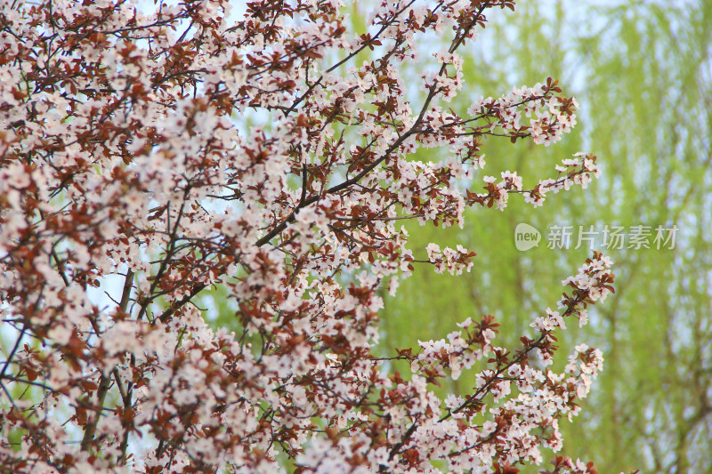 白色的李花 春天 红叶李