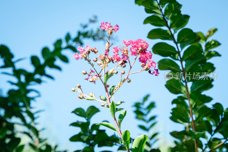 蓝天下紫薇花枝头绽放