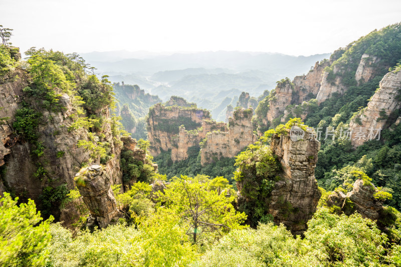 中国湖南张家界景区奇特山峰与茂密森林