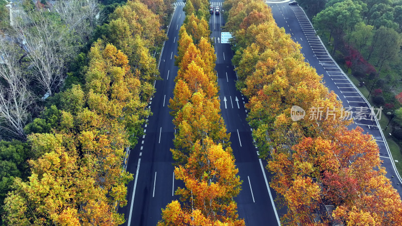 秋日树木夹道的公路航拍全景