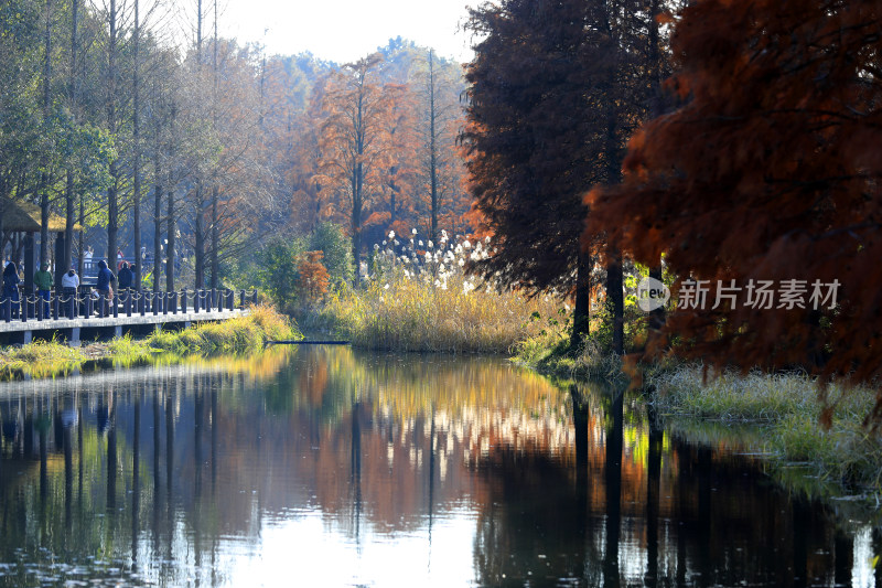 水中红杉林秋景全景