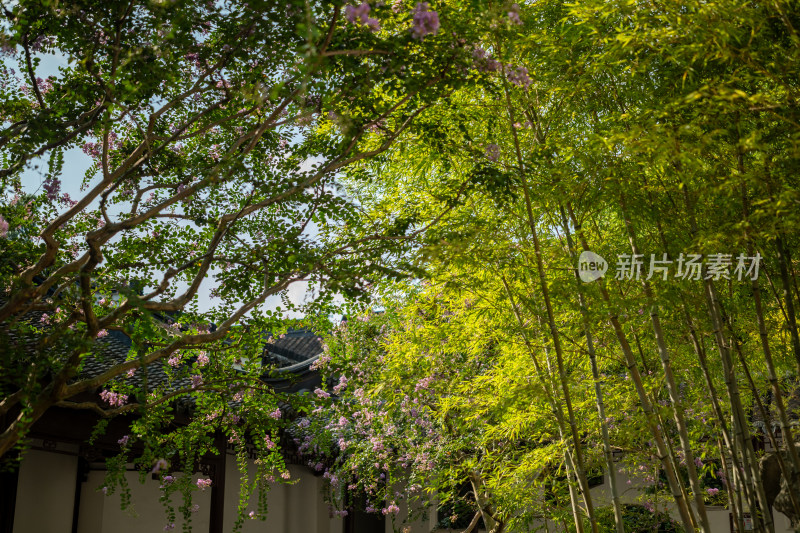 上海松江醉白池公园风景