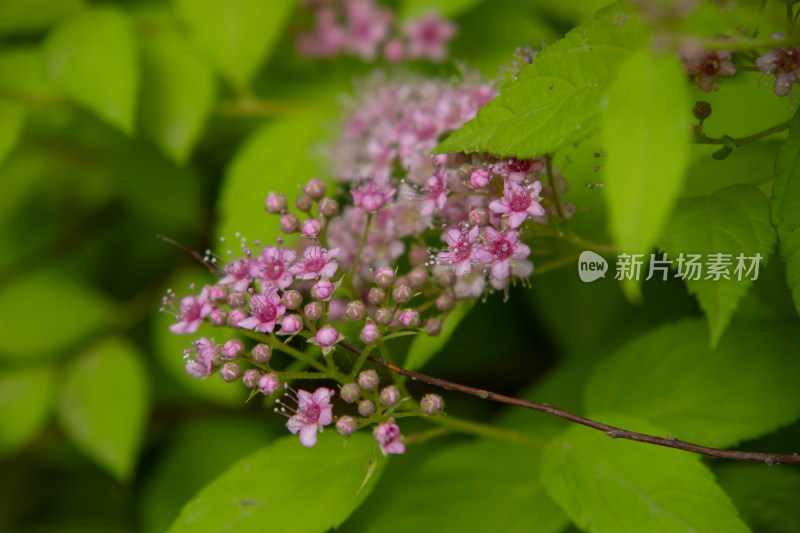 春天绿叶间盛开的粉花绣线菊