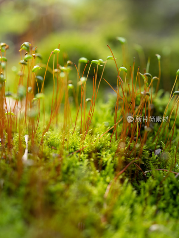 春天的户外苔藓微距