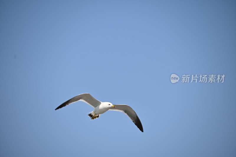 蓝天中飞翔的海鸥