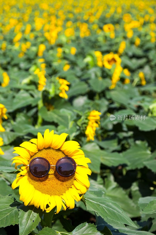 戴眼镜的向日葵