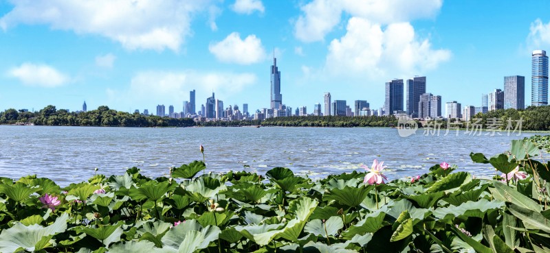 南京玄武湖湖畔荷花与城市天际线景观