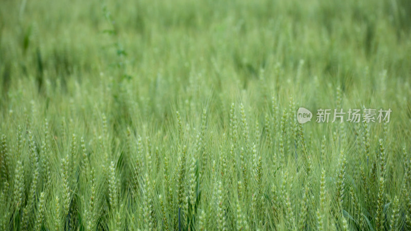 生长中的绿色小麦麦穗特写