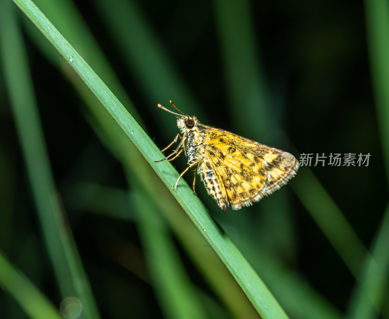 蝴蝶栖息在植物上