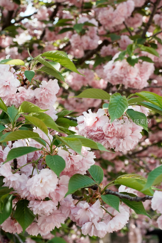 北京朝阳公园樱花