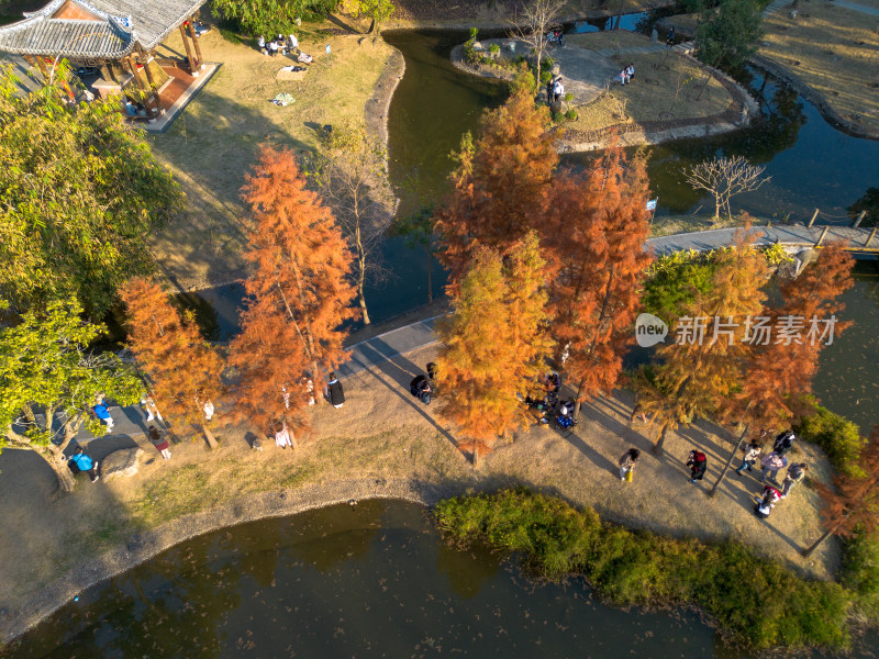 福州城市中色彩斑斓的树林全景