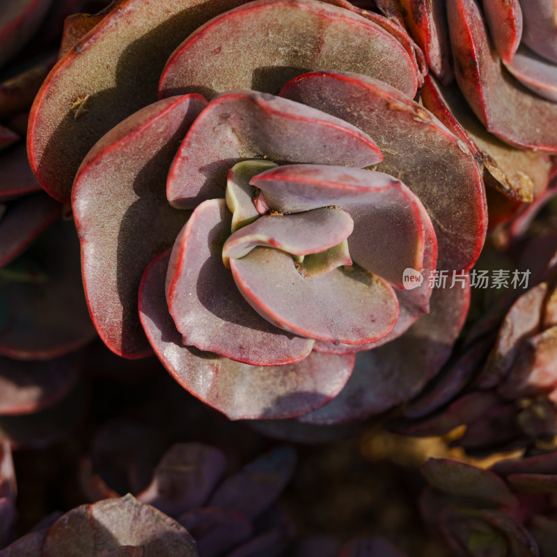 微距特写多肉植物