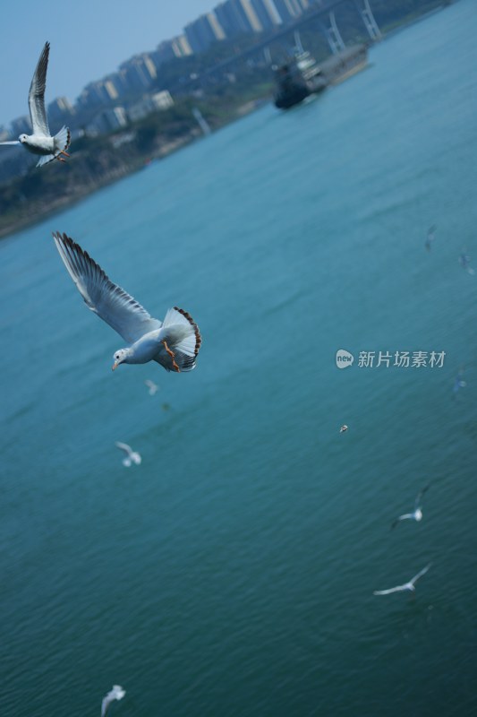 飞翔的海鸥场景