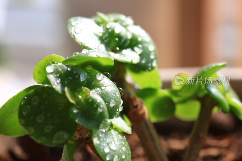 带水珠的绿色植物特写