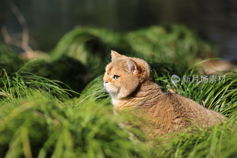 公园里的宠物猫金渐层