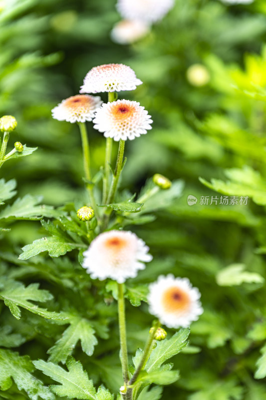 春天盛开的花朵