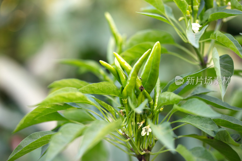 挂满枝头的朝天椒特写