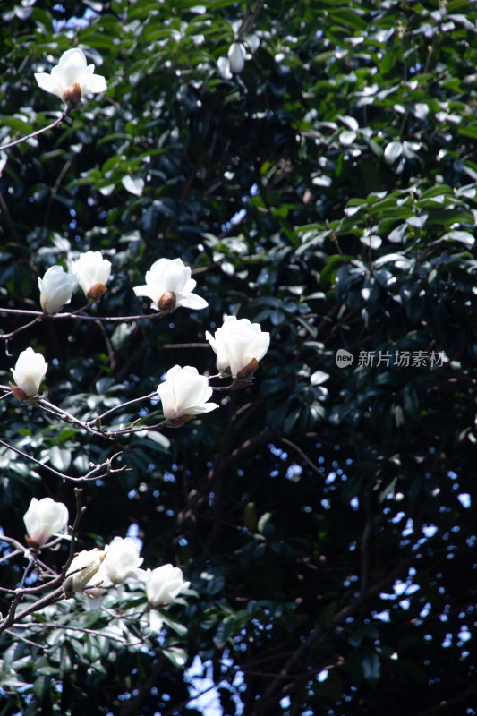 绽放的玉兰花枝特写