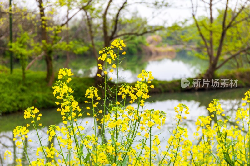 西溪国家湿地公园