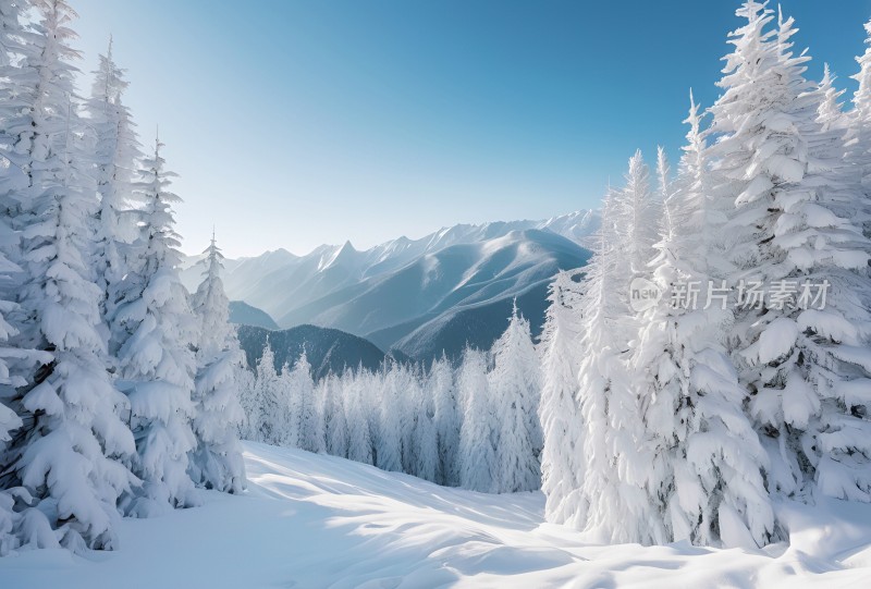 冬季森林白雪覆盖风景