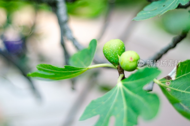 树上结着两颗无花果特写