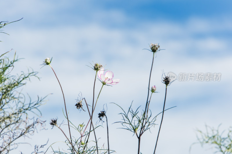 蓝天下的波斯菊秋英格桑花